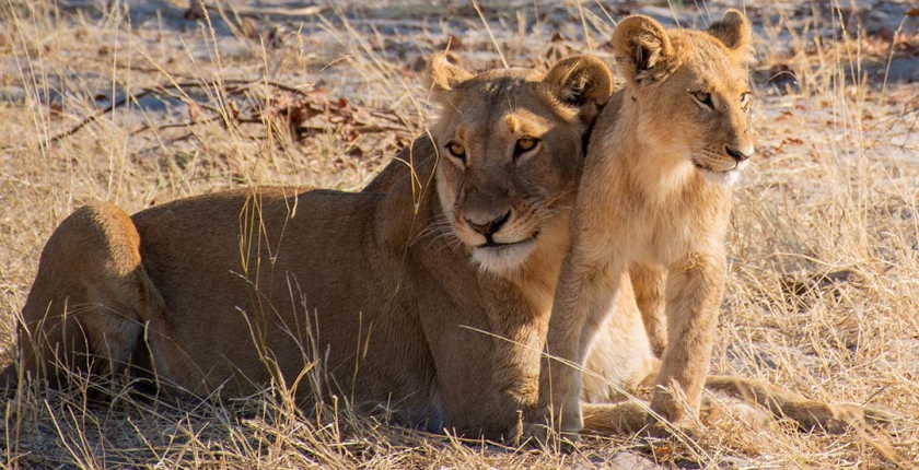 The Central Kalahari Game Reserve (CKGR)