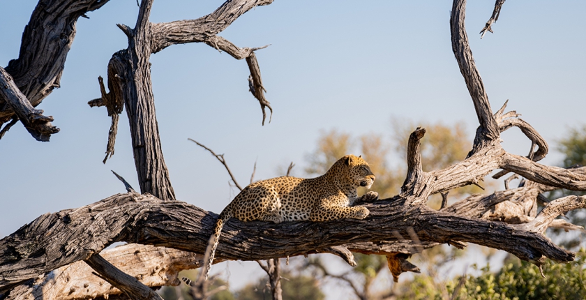 The great Botswana’s finest 10 days package