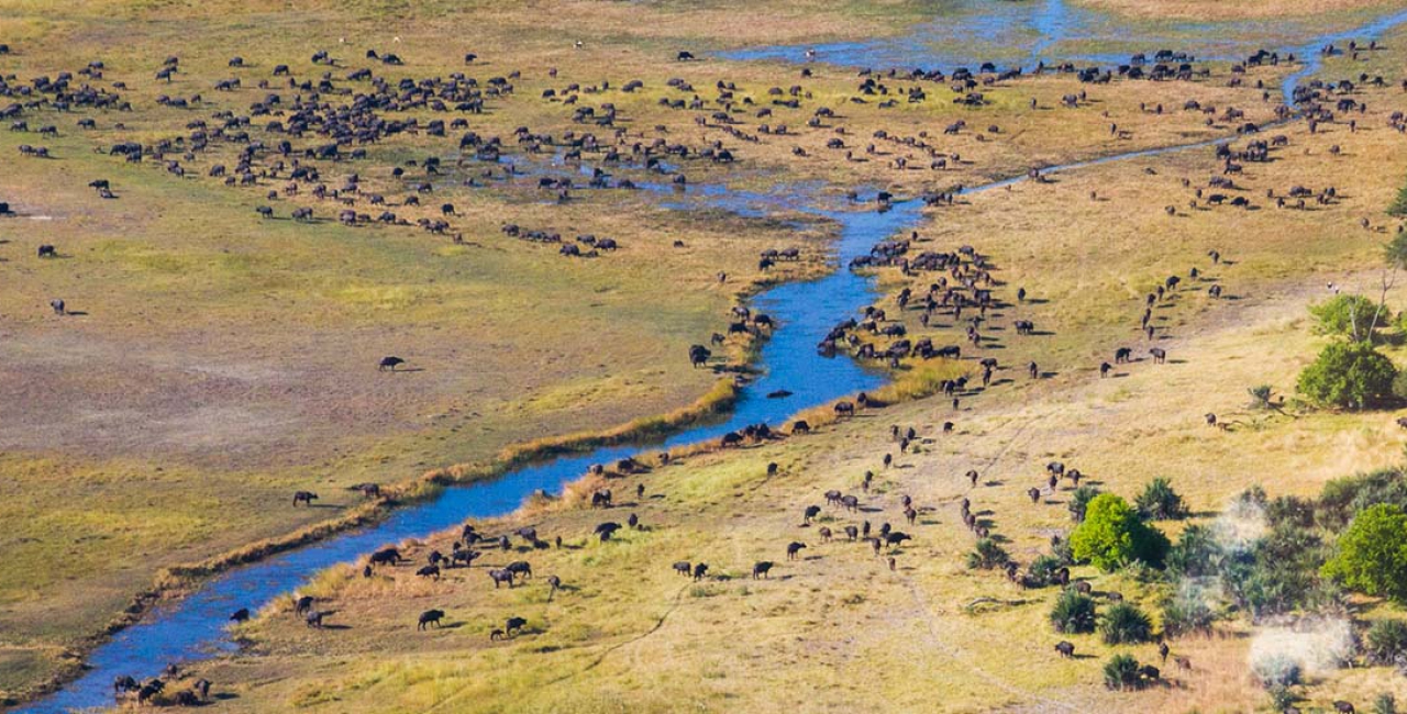 Okavango Delta